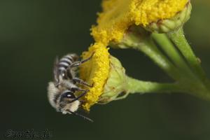 kleine Biene